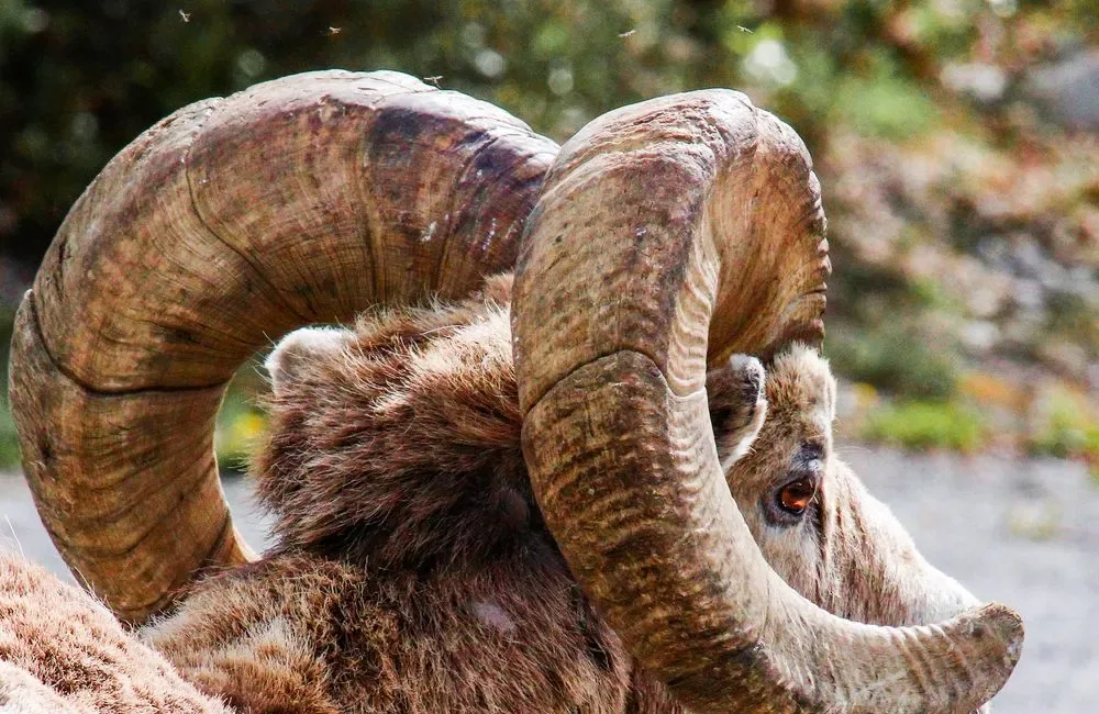 March 31 Zodiac Sign: Aries Traits, Decan and Tarot Card
